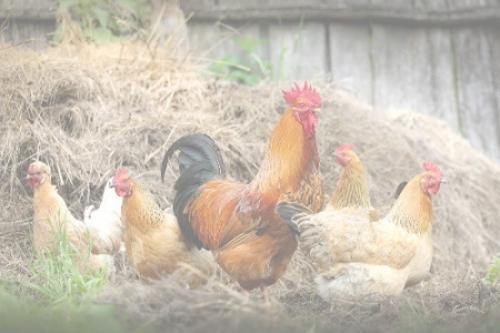 Unverbindliche Anmeldung: BIO Landwirtschaft