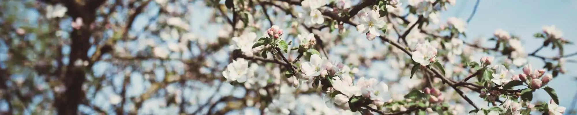 {item_detailtitle}