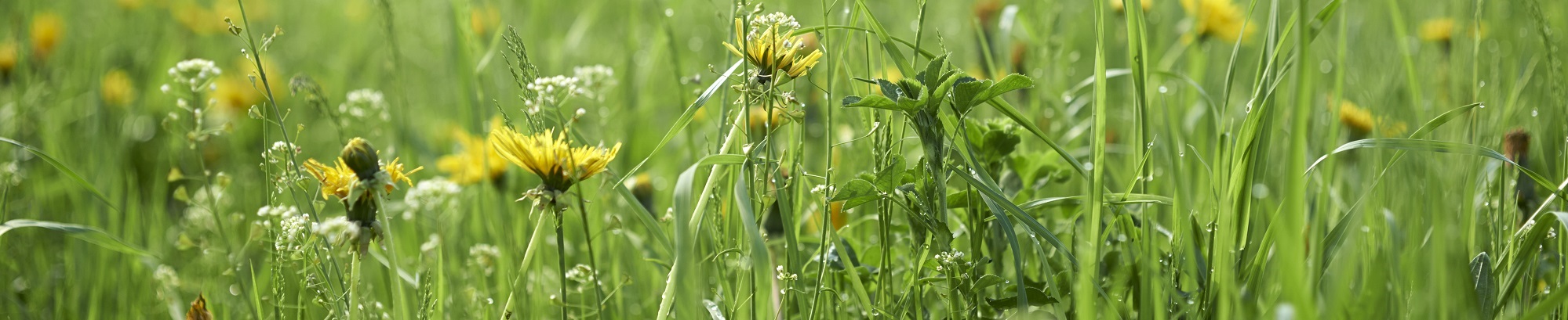 AMA-Gütesiegel-Richtlinie Blumen und Zierpflanzen