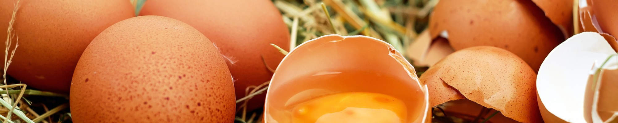 Haltung + Herkunftssicherung Ei